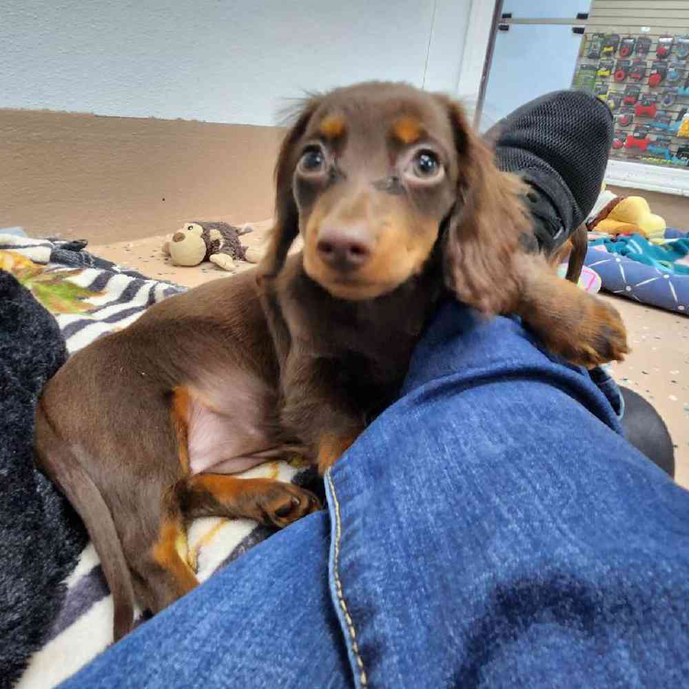 Female Dachshund Puppy for Sale in Virginia Beach, VA