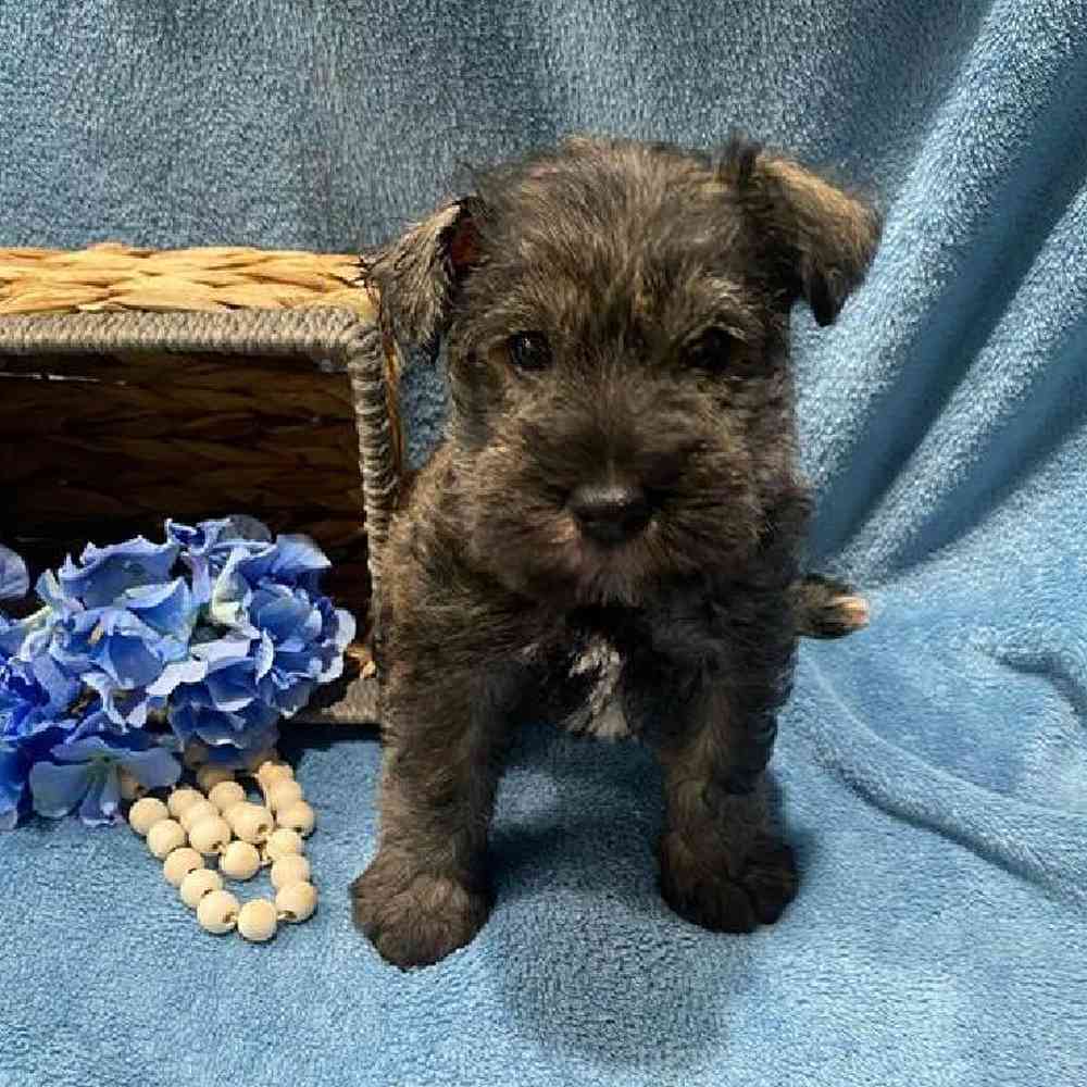 Male Mini Schnauzer Puppy for Sale in Virginia Beach, VA
