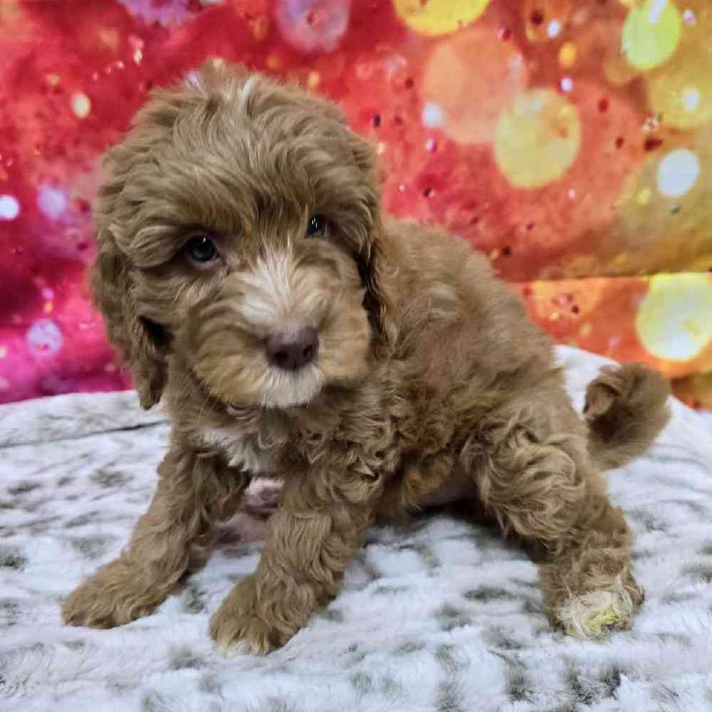 Male Mini Goldendoodle Puppy for Sale in Virginia Beach, VA