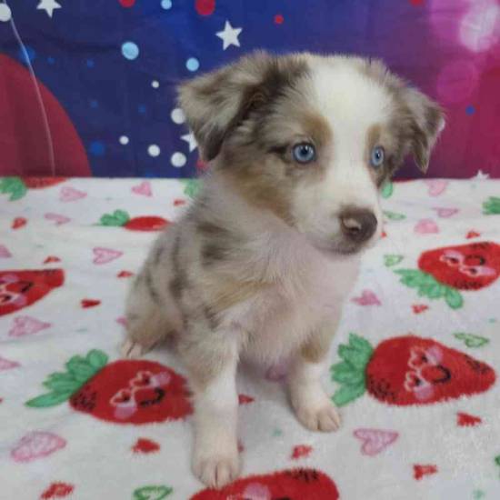 Mini Aussie