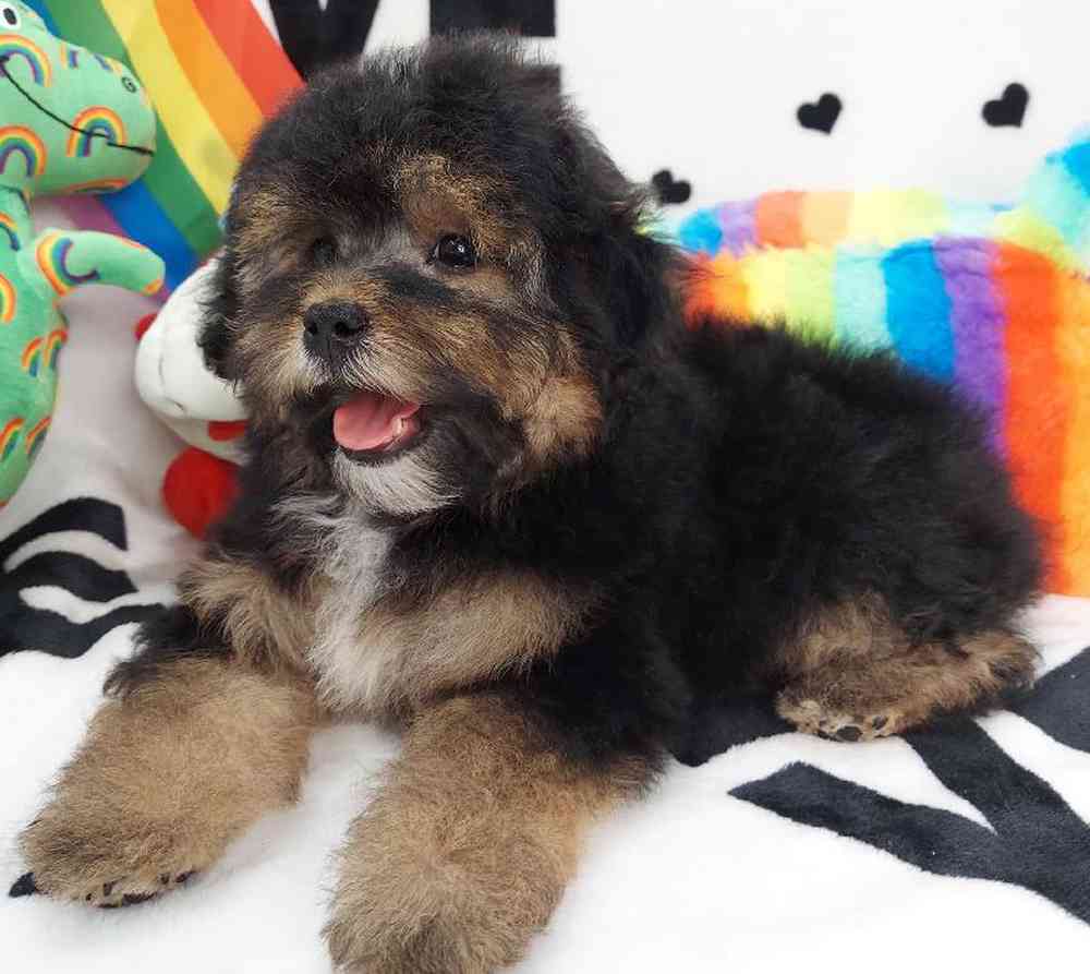 Female Morkiepoo Puppy for sale