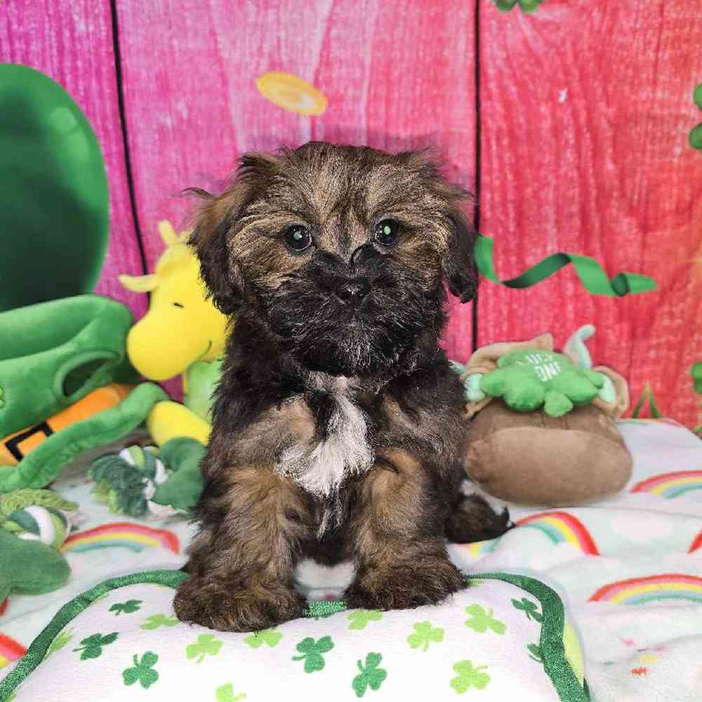 Female Shipoo Puppy for Sale in Virginia Beach, VA