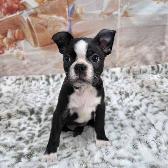 Boston Terrier