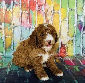 Poodle