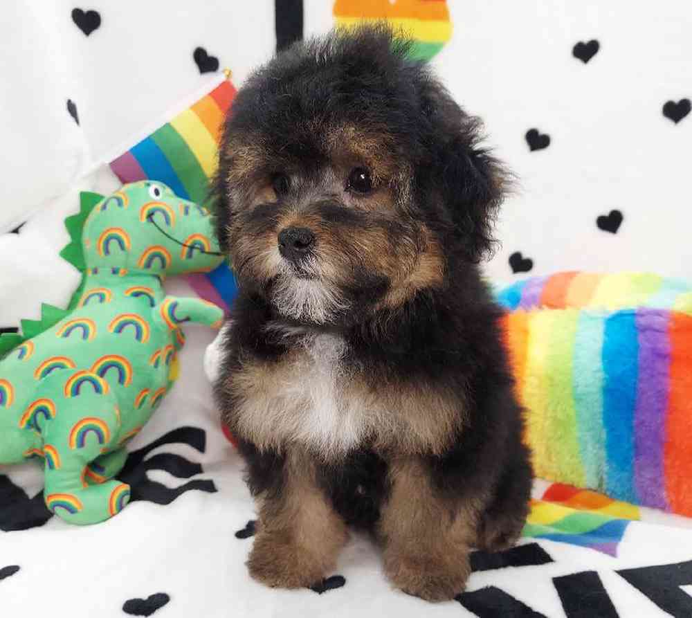 Female Morkiepoo Puppy for sale