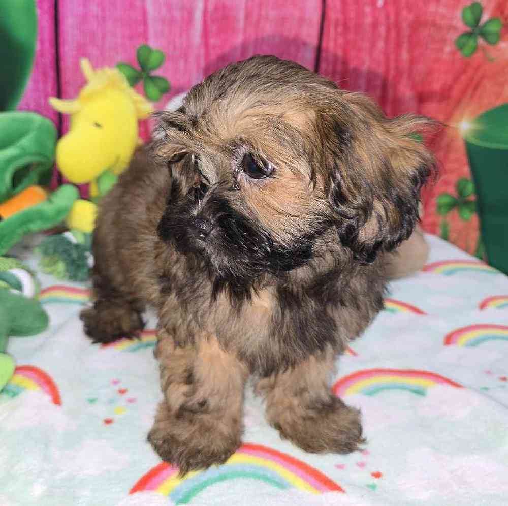 Female Shipoo Puppy for Sale in Virginia Beach, VA
