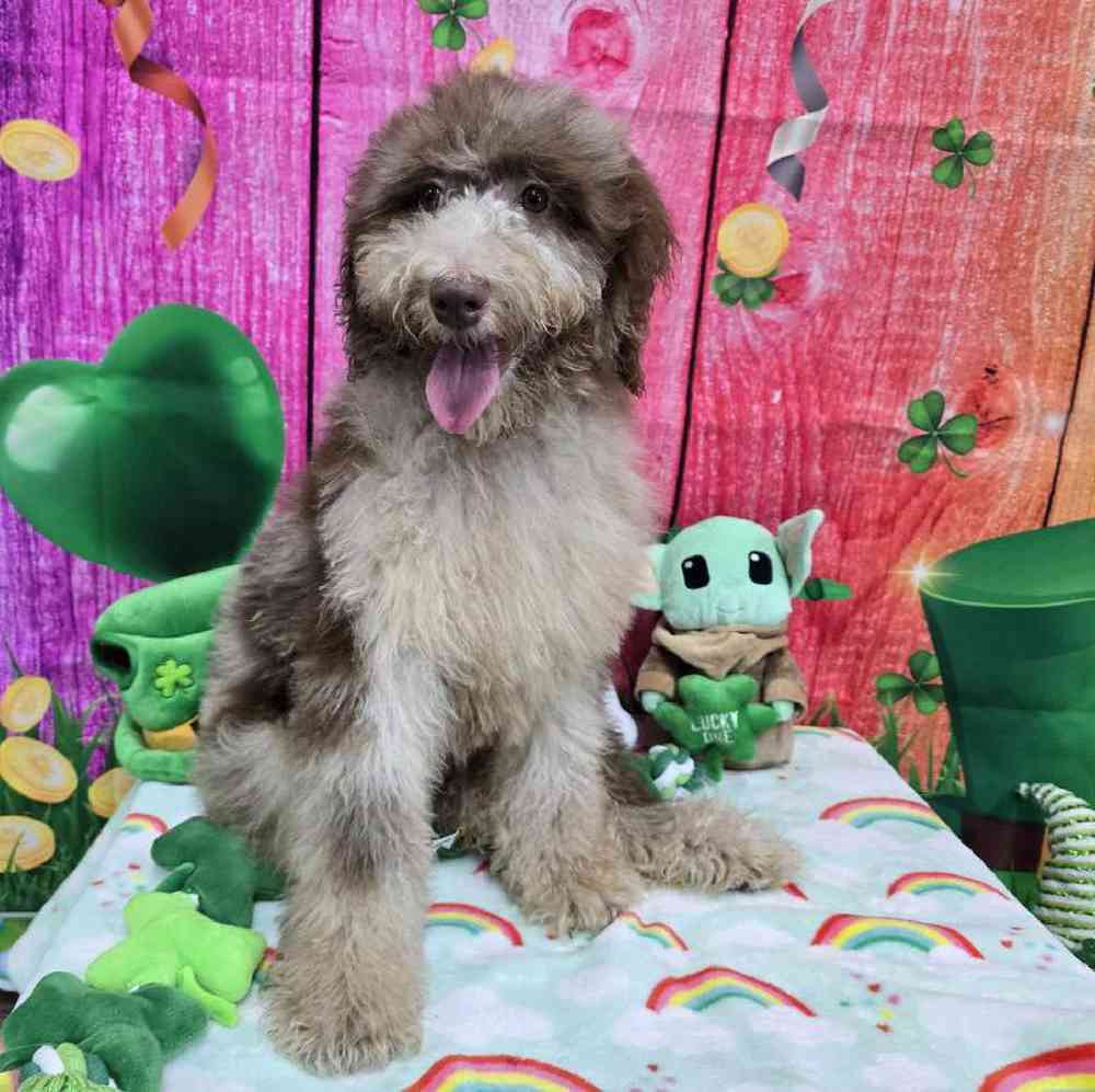 Female Standard Poodle Puppy for Sale in Virginia Beach, VA