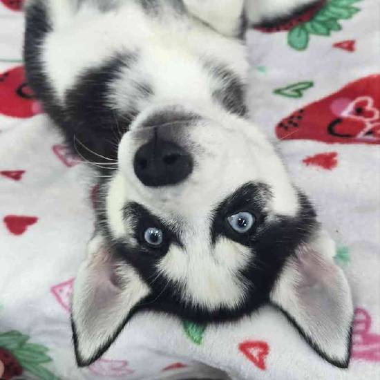 Siberian Husky