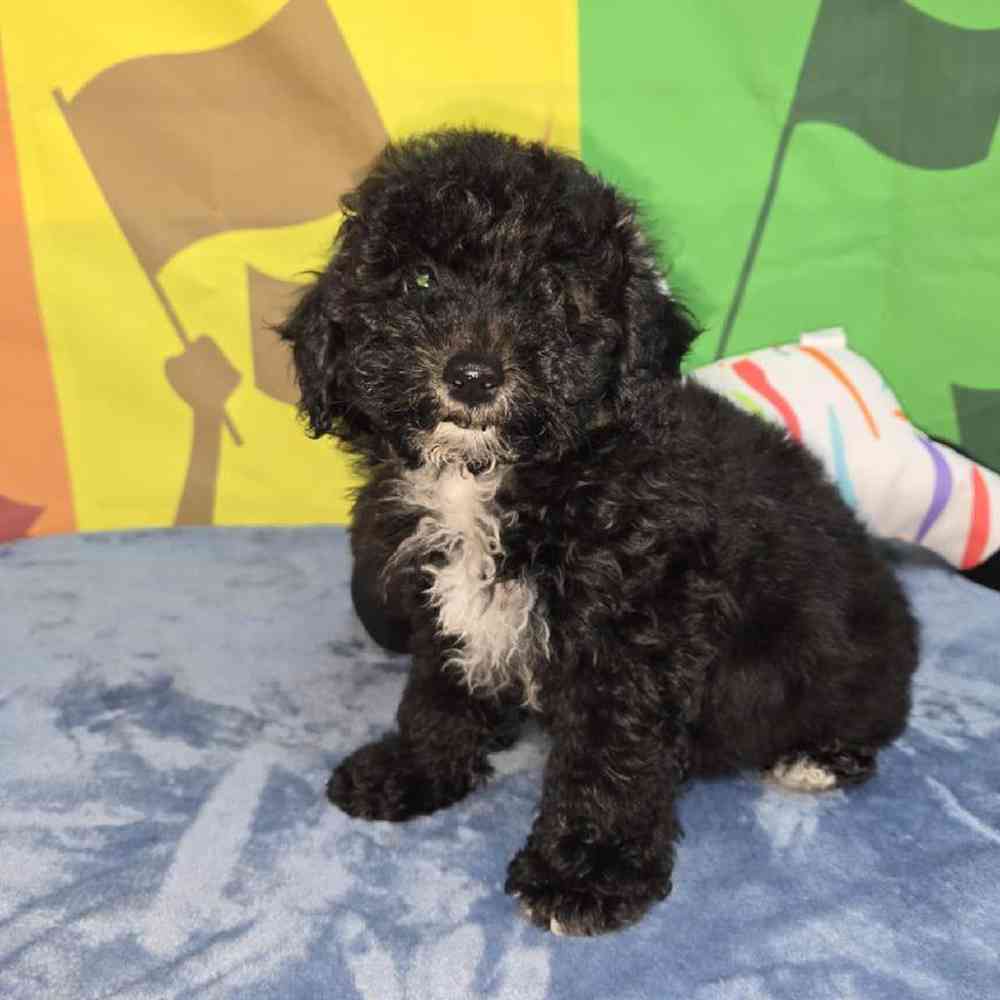 Female Bichonpoo Puppy for Sale in Virginia Beach, VA
