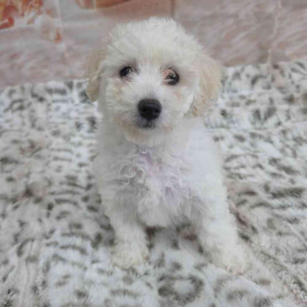 Female Bichon Puppy for Sale in Virginia Beach, VA