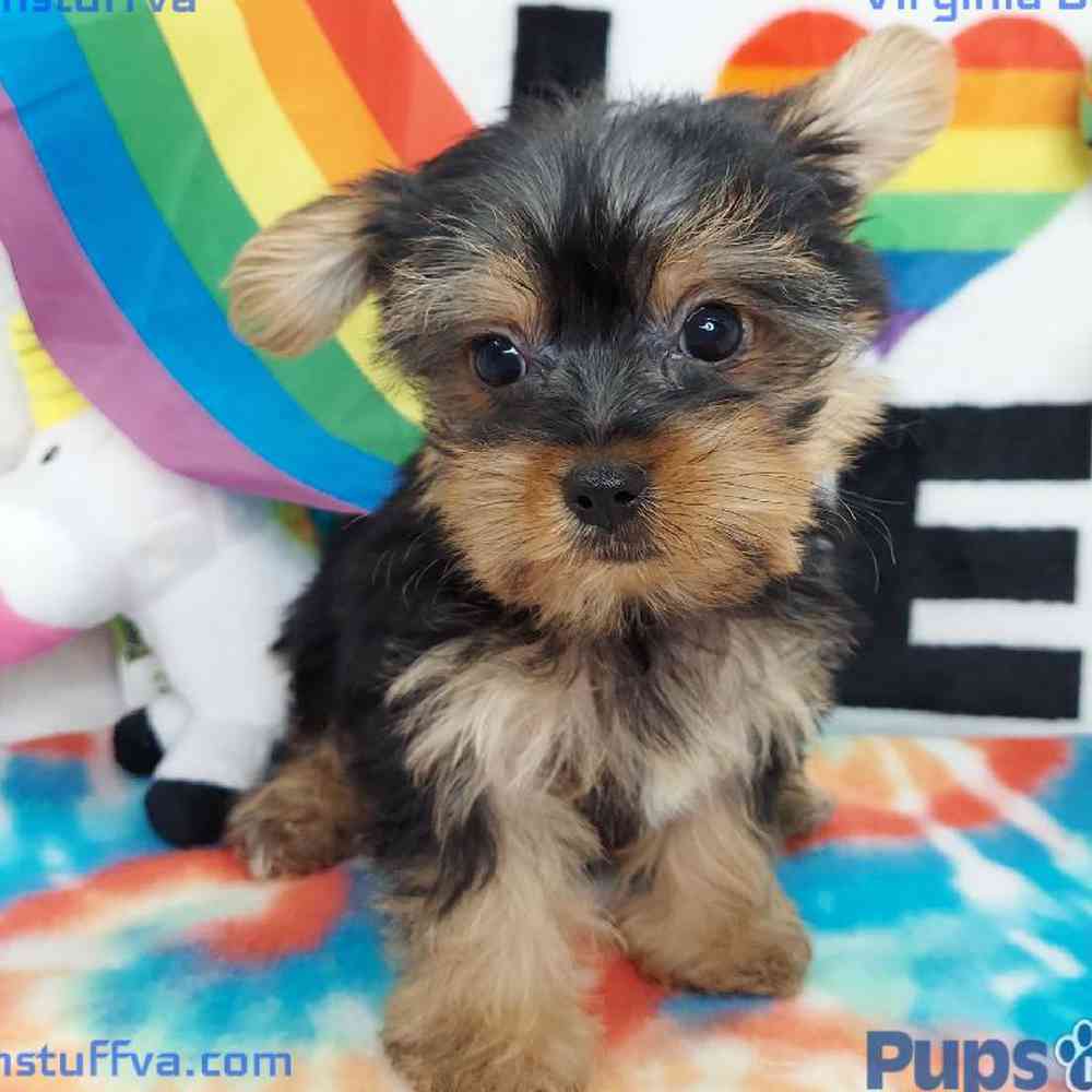 Male Yorkie Puppy for sale