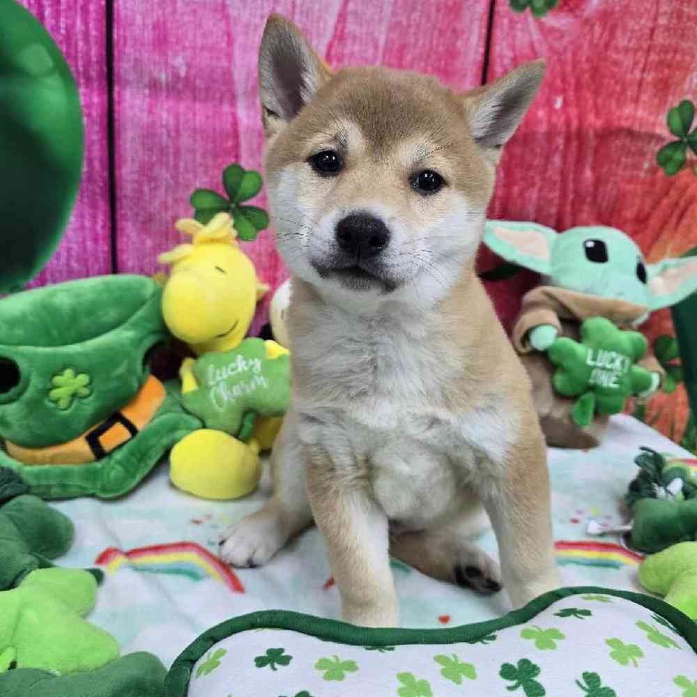 Male Shiba Inu Puppy for Sale in Virginia Beach, VA