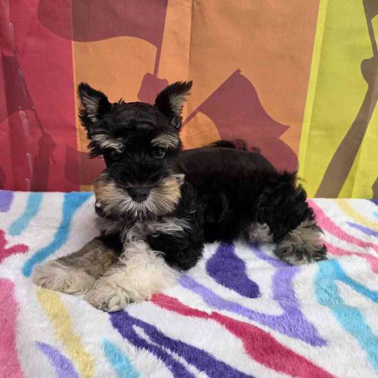 Mini Schnauzer