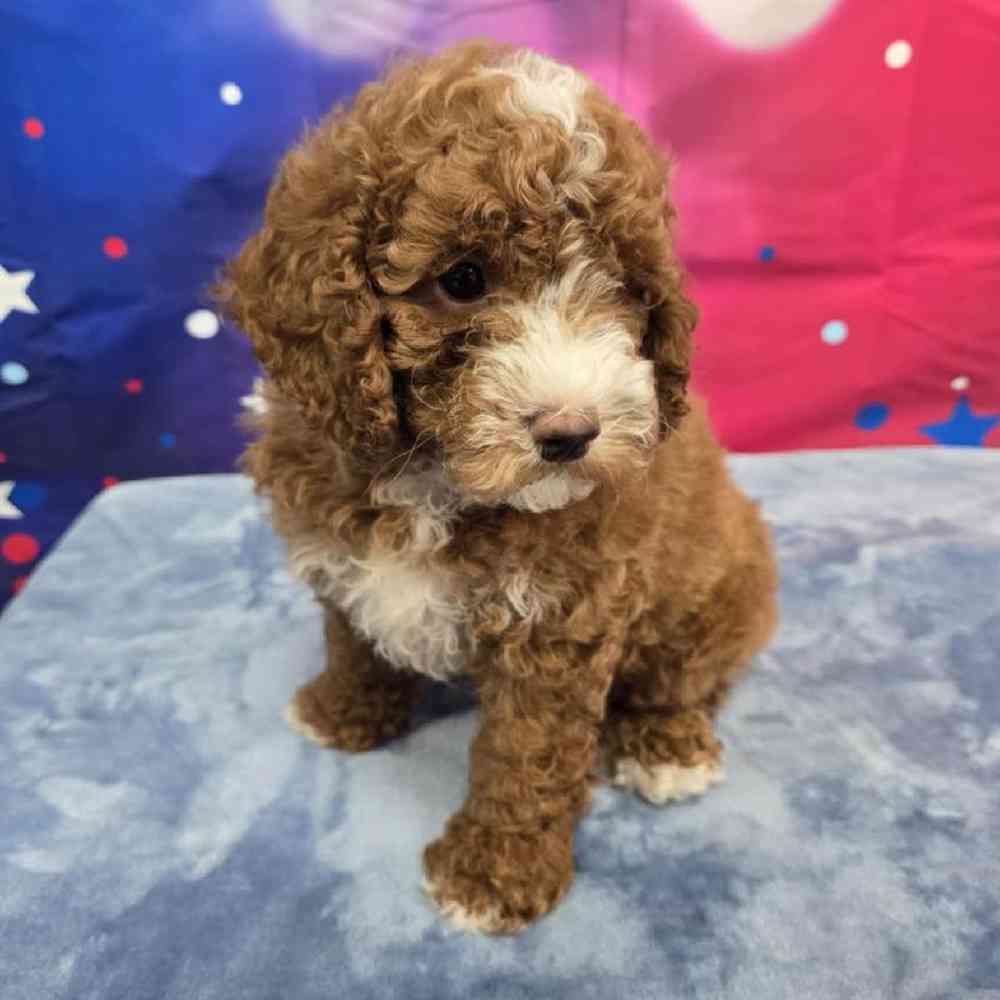 Male Poodle Puppy for Sale in Virginia Beach, VA