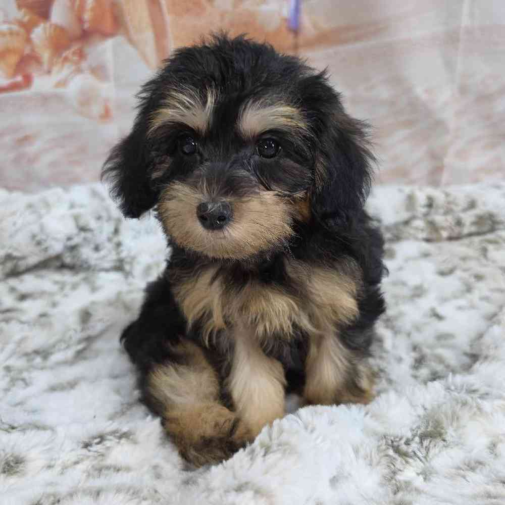 Female Yorkie-Poo Puppy for Sale in Virginia Beach, VA
