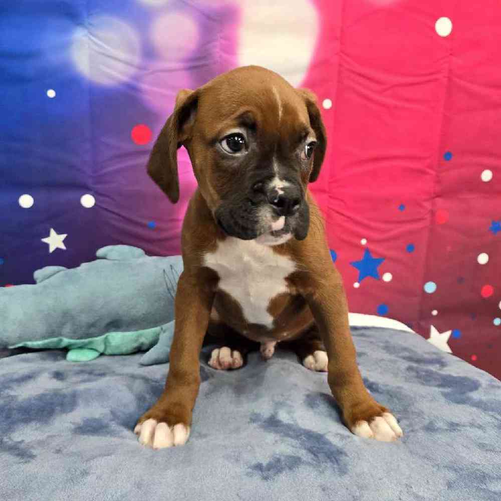 Male Boxer Puppy for Sale in Virginia Beach, VA