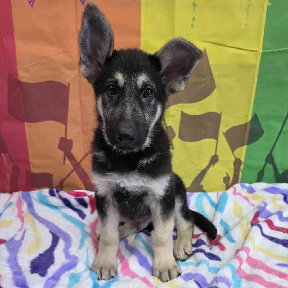 Male German Shepherd Puppy for Sale in Virginia Beach, VA