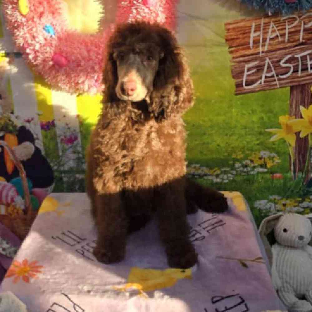 Male Standard Poodle Puppy for Sale in Virginia Beach, VA