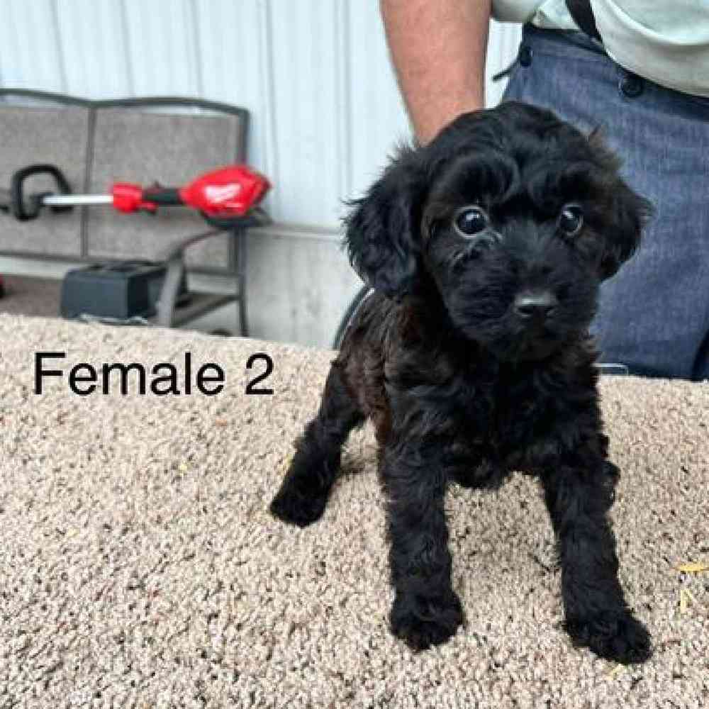 Female Mini Goldendoodle Puppy for Sale in Virginia Beach, VA
