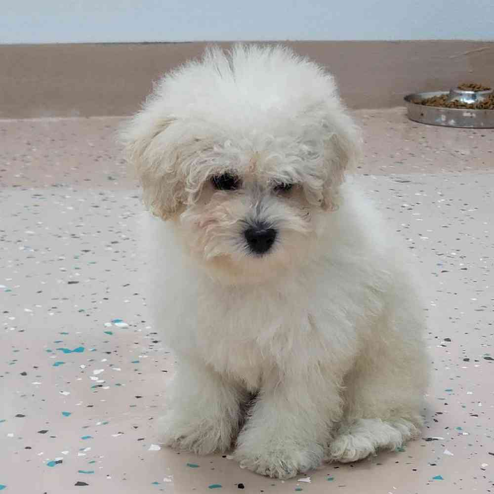 Female Mini Poodle Puppy for Sale in Virginia Beach, VA