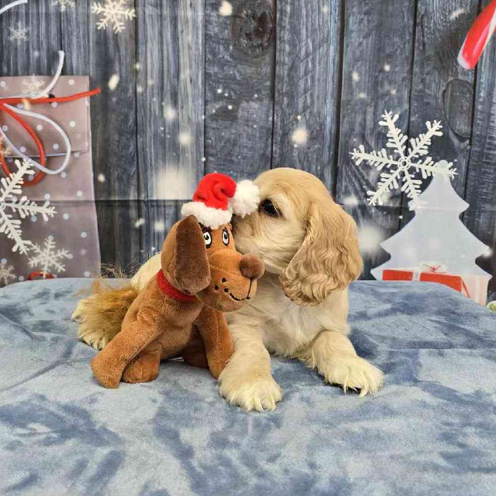 Male Cocker Spaniel Puppy for Sale in Virginia Beach, VA
