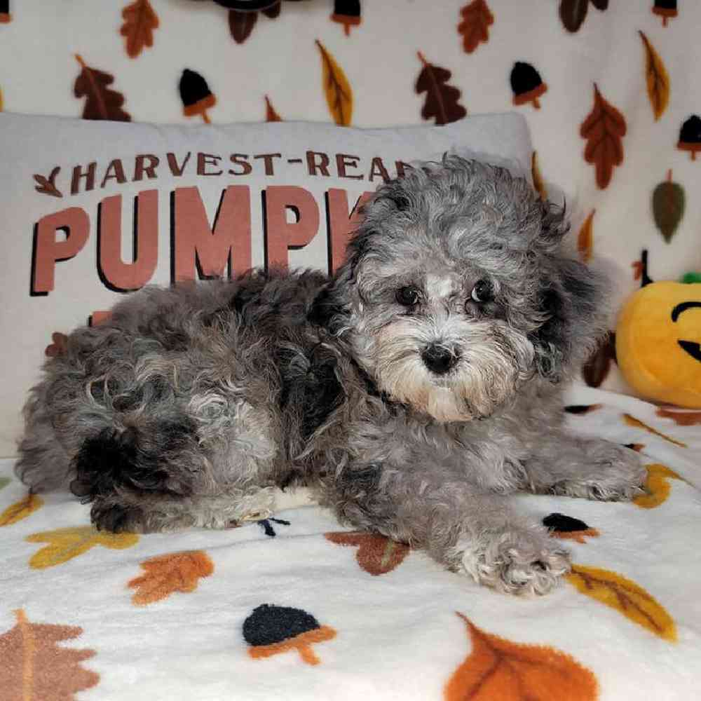 Female Maltipoo Puppy for sale