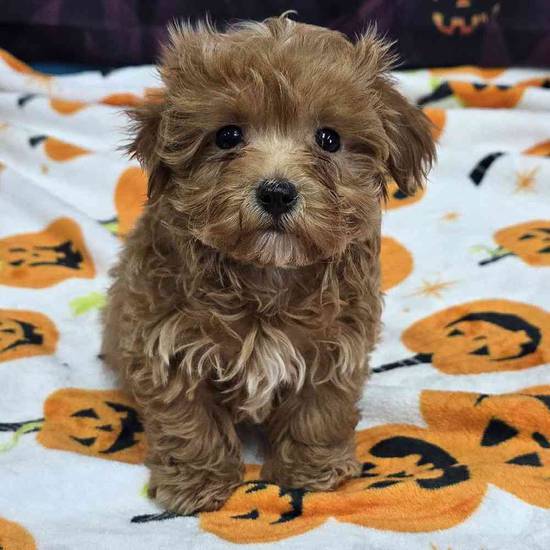 Maltipoo
