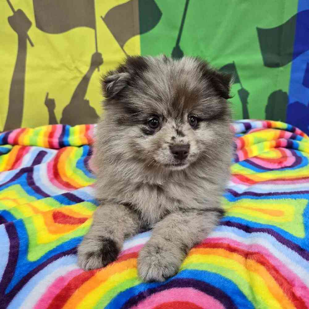 Female Pomsky Puppy for Sale in Virginia Beach, VA