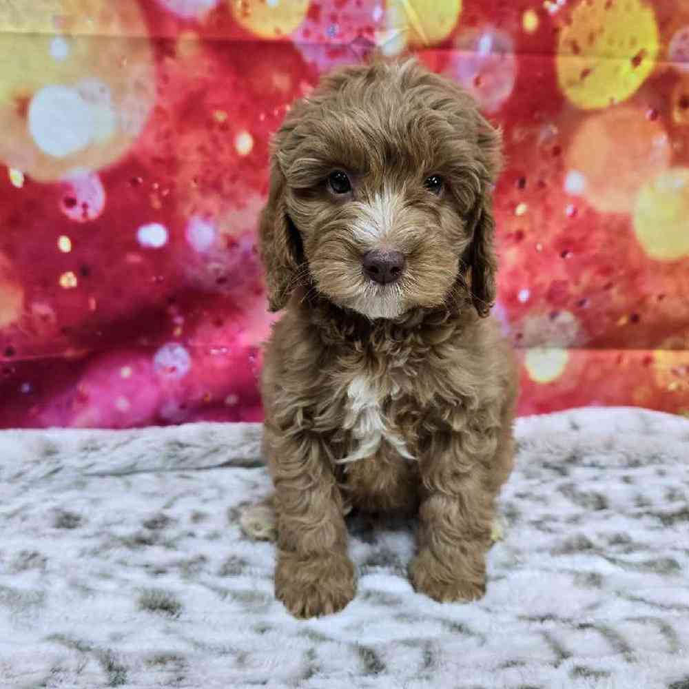 Male Mini Goldendoodle Puppy for Sale in Virginia Beach, VA