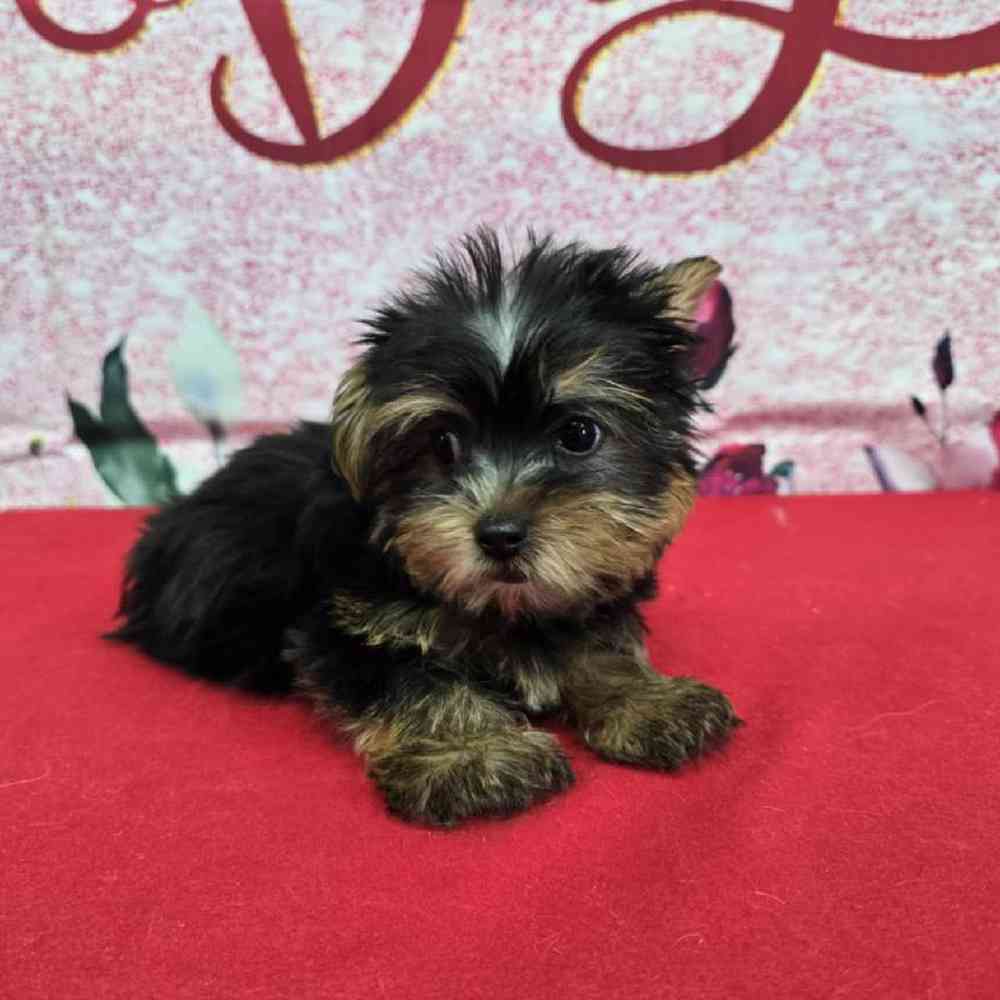Male Yorkie Puppy for Sale in Virginia Beach, VA