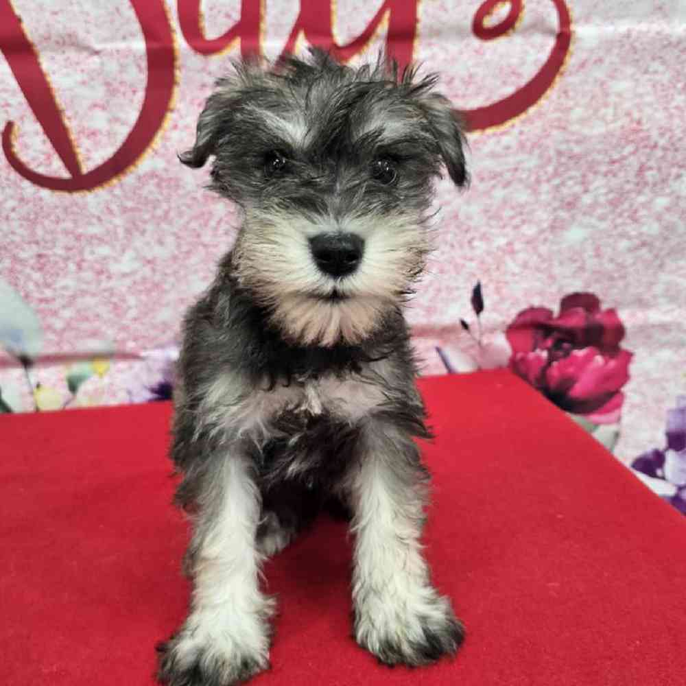 Male Mini Schnauzer Puppy for Sale in Virginia Beach, VA