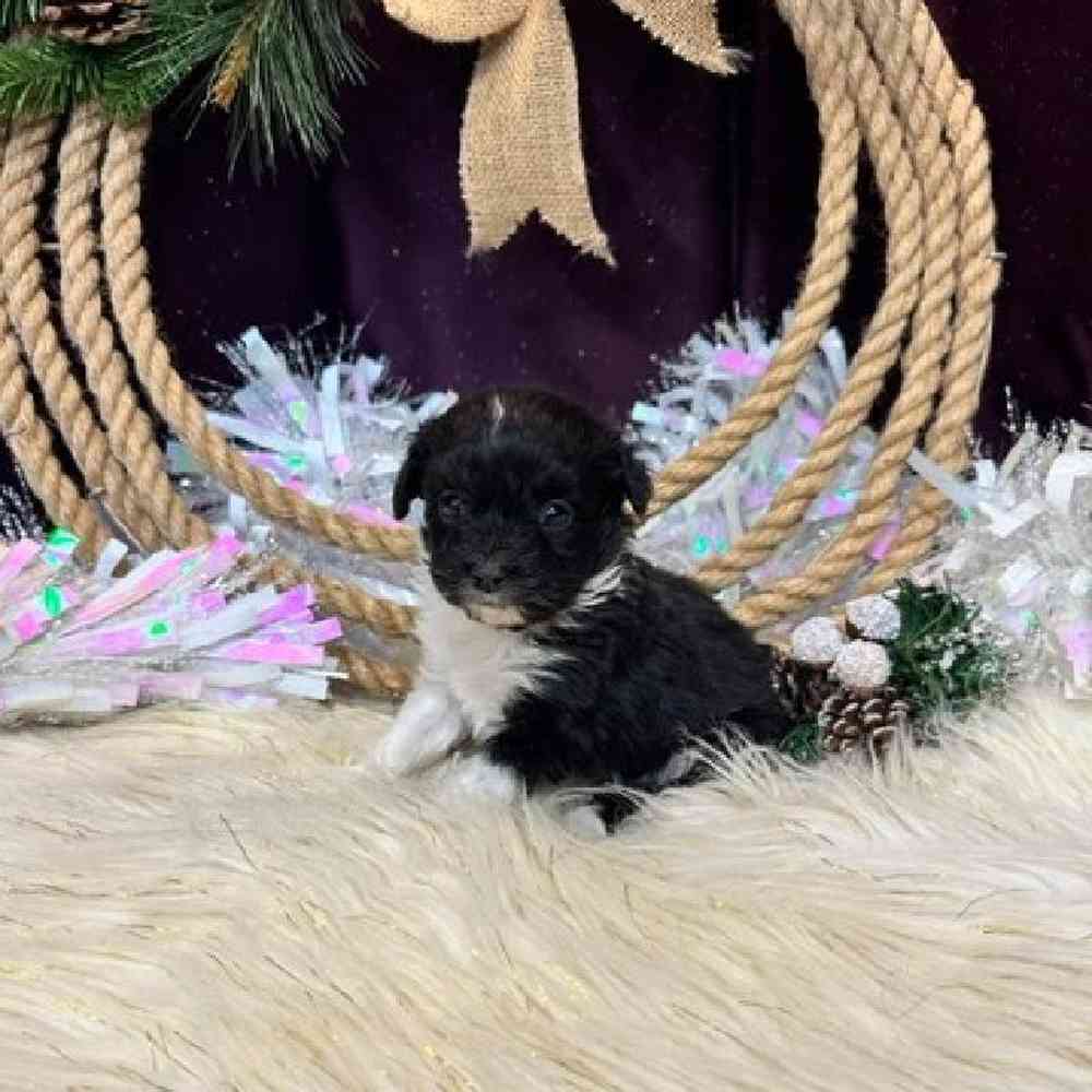 Female Mini Aussiedoodle Puppy for sale