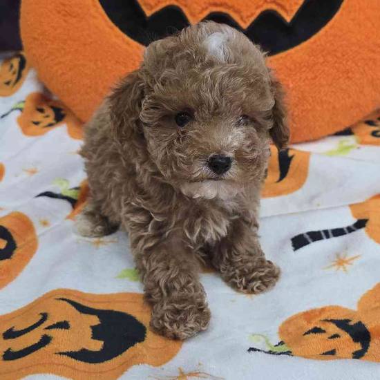 Maltipoo
