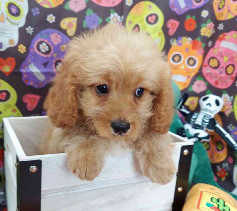 Male Cavapoo Puppy for sale