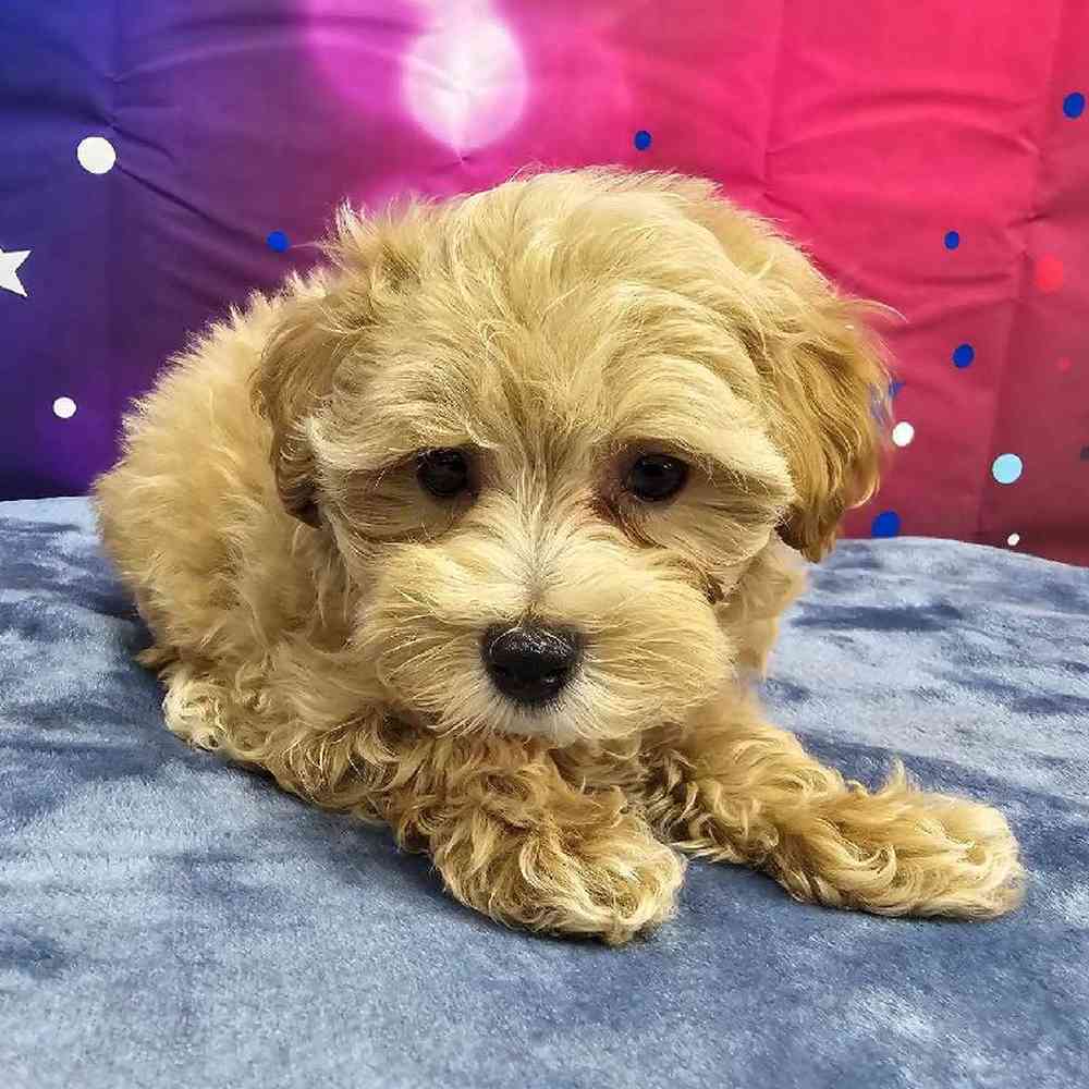 Male Maltipoo Puppy for Sale in Virginia Beach, VA