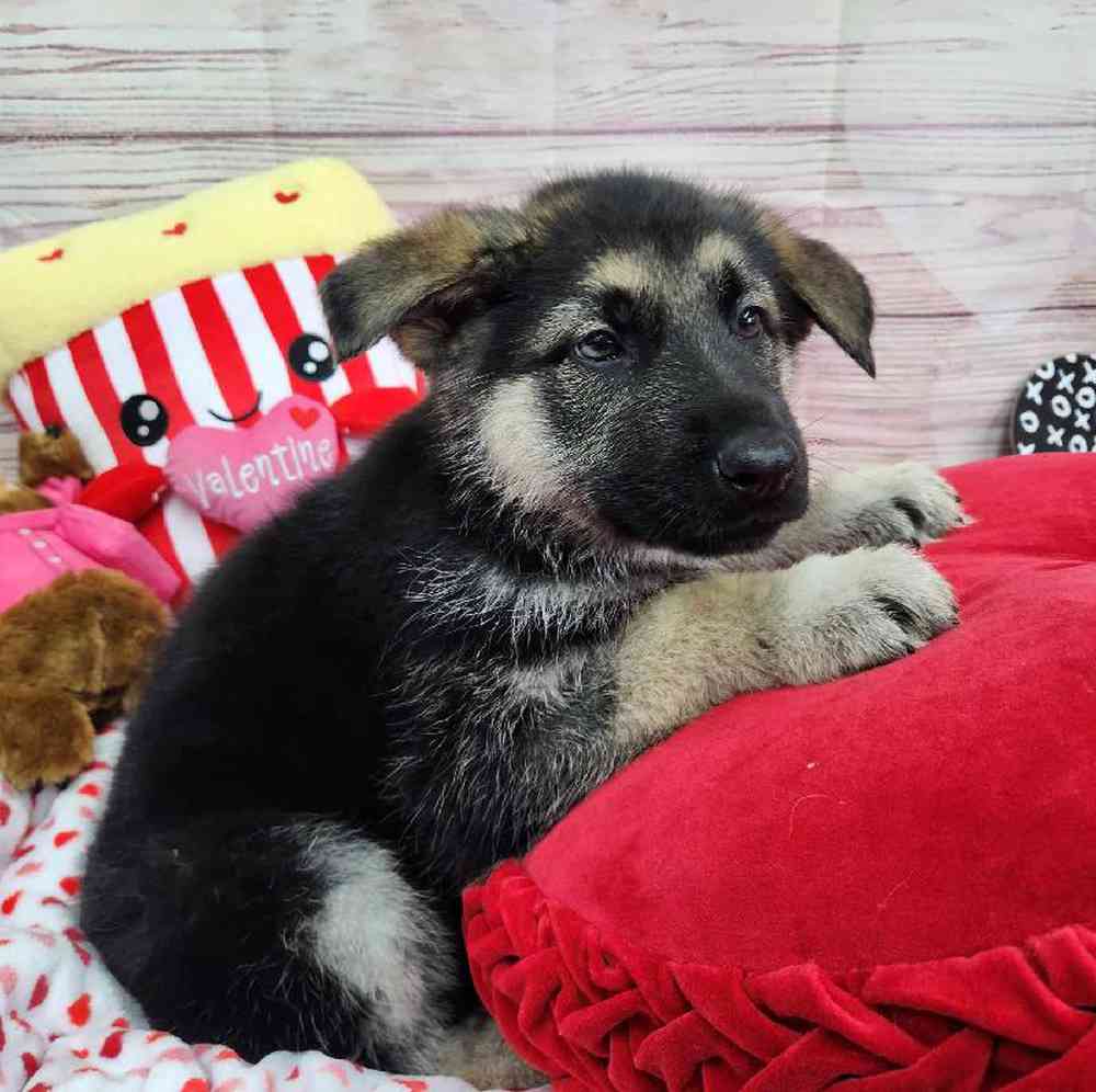 Male German Shepherd Puppy for Sale in Virginia Beach, VA