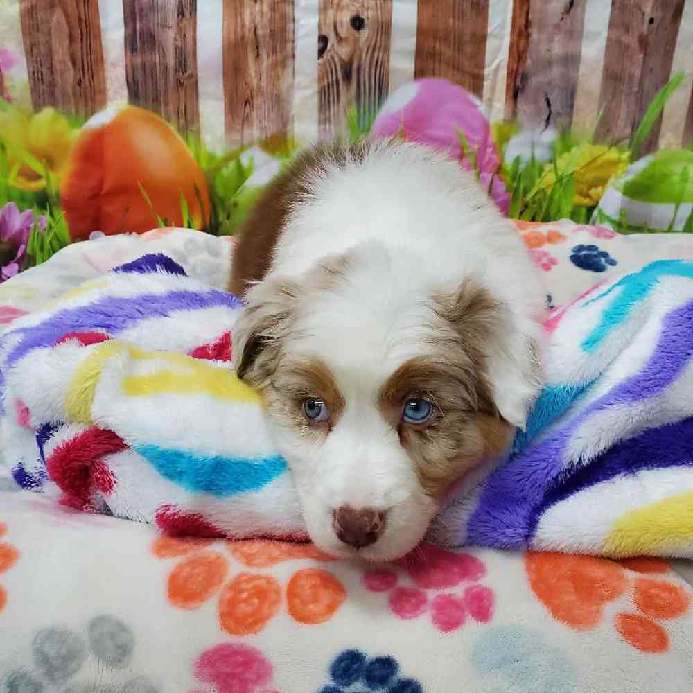 Male Australian Shepherd Puppy for Sale in Virginia Beach, VA