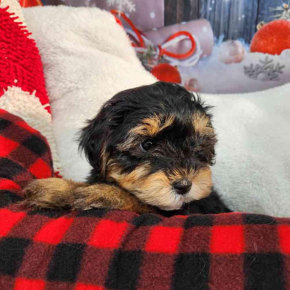Male Morkie Puppy for Sale in Virginia Beach, VA
