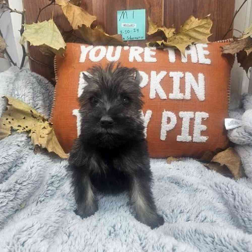 Male Mini Schnauzer Puppy for Sale in Virginia Beach, VA