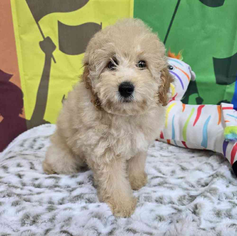 Male Mini Poodle Puppy for Sale in Virginia Beach, VA