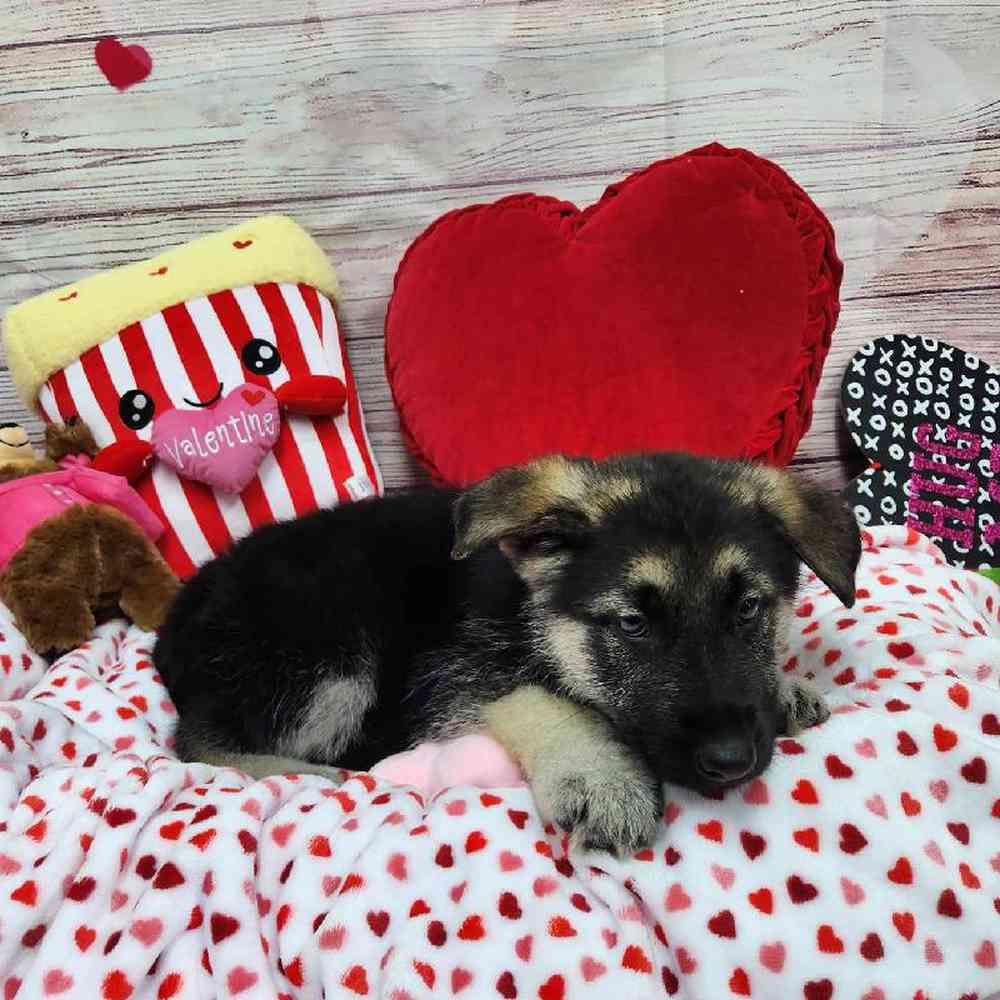 Male German Shepherd Puppy for Sale in Virginia Beach, VA
