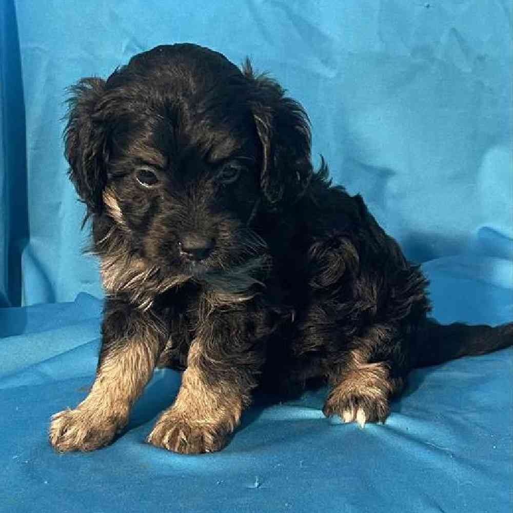 Male Mini Bernadoodle Puppy for Sale in Virginia Beach, VA