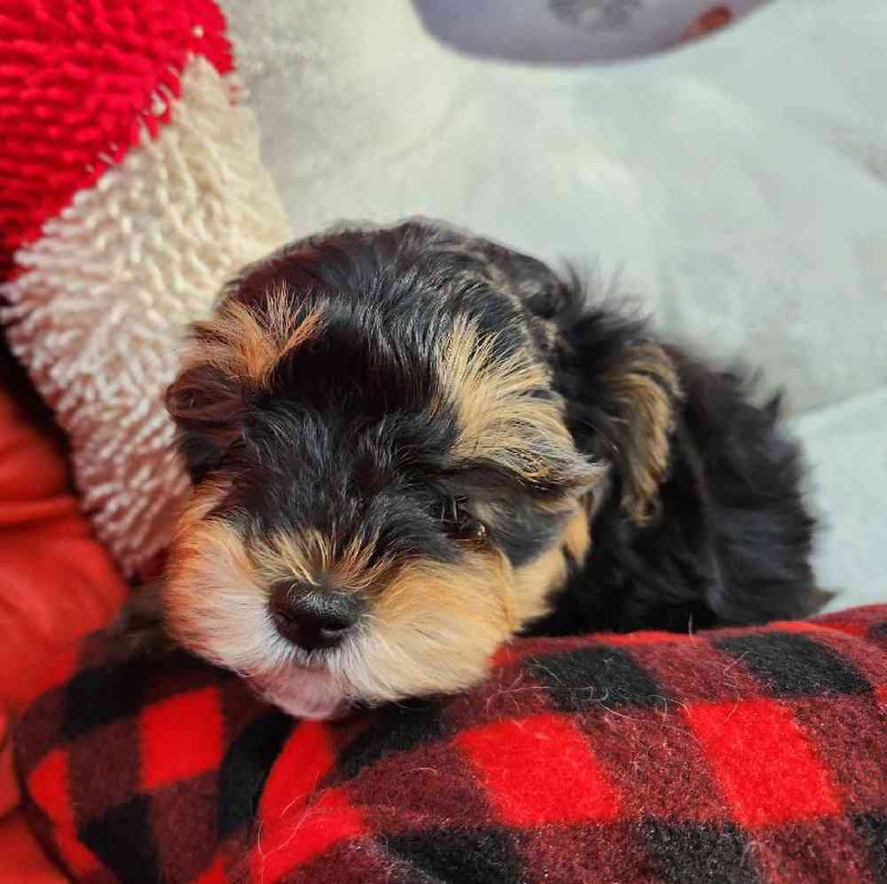 Male Morkie Puppy for Sale in Virginia Beach, VA