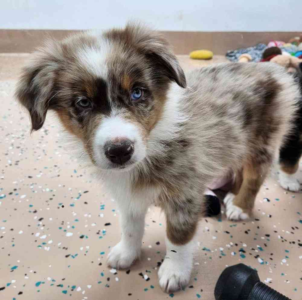 Male Australian Shepherd Puppy for Sale in Virginia Beach, VA