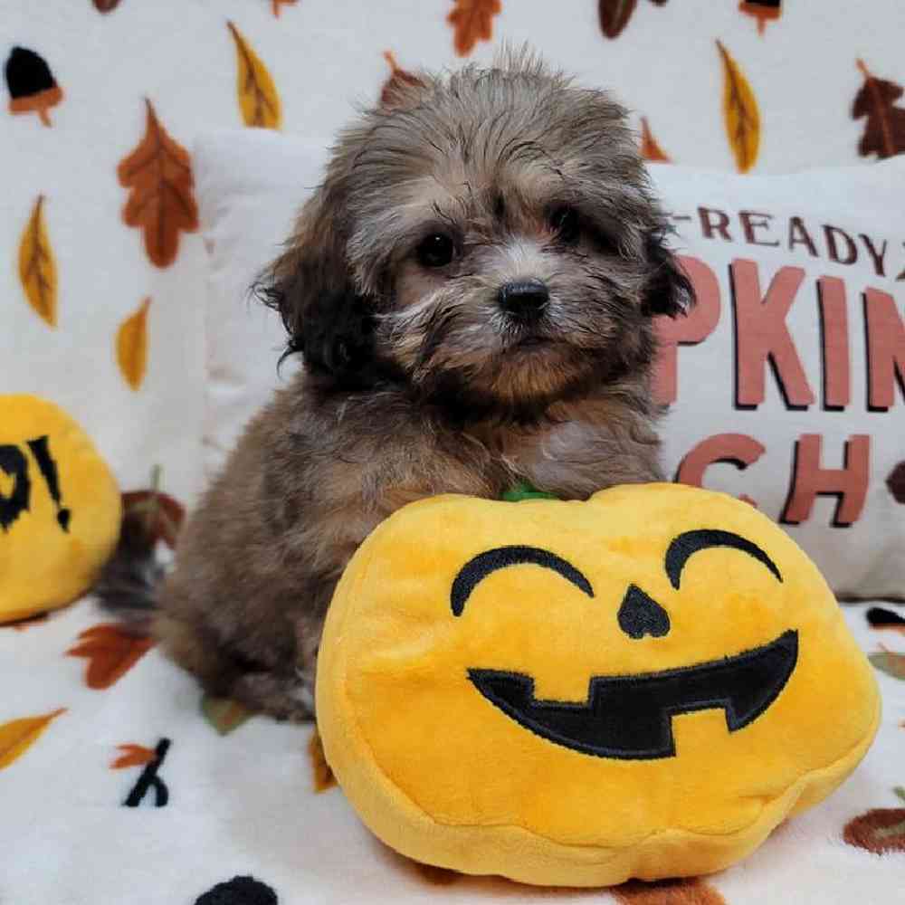 Female Peke-a-poo Puppy for sale