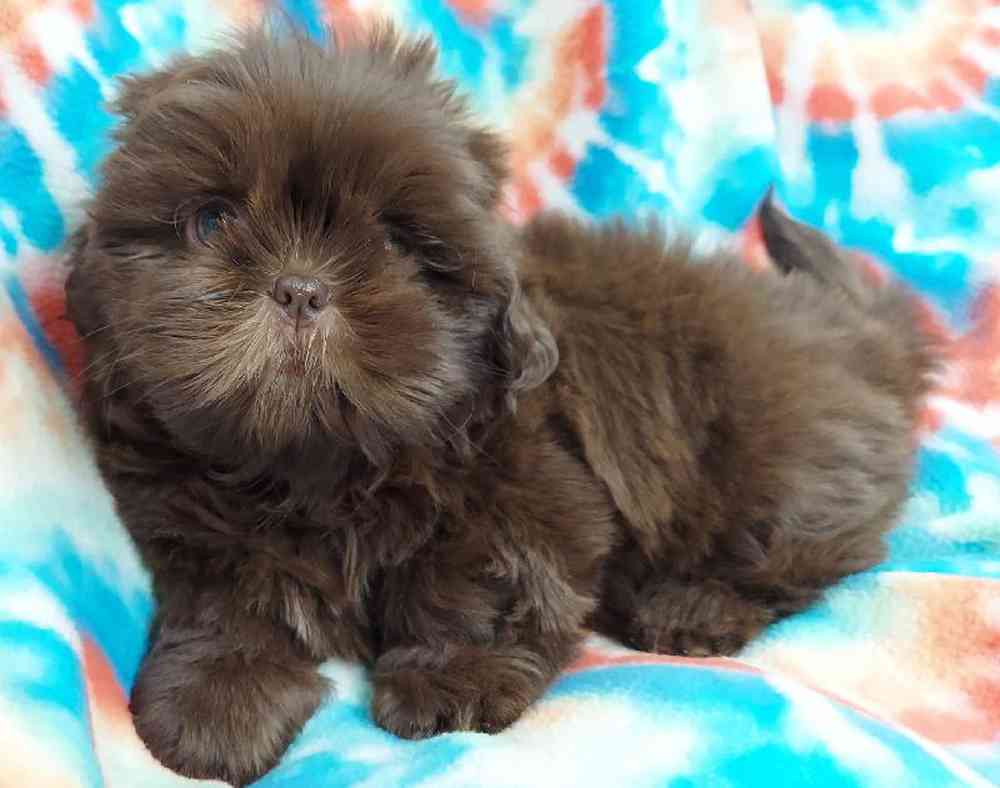 Male Shih Tzu Puppy for sale