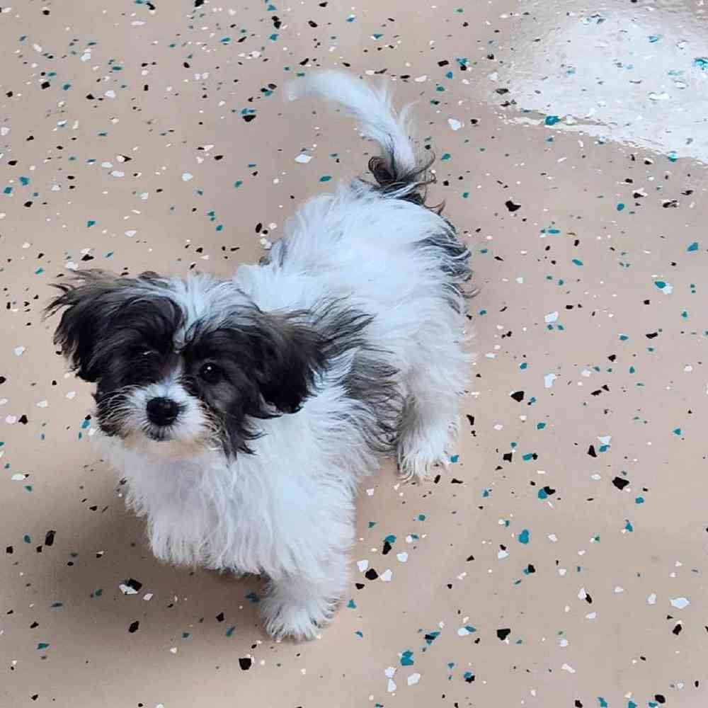 Female Teddy Bear Puppy for Sale in Virginia Beach, VA