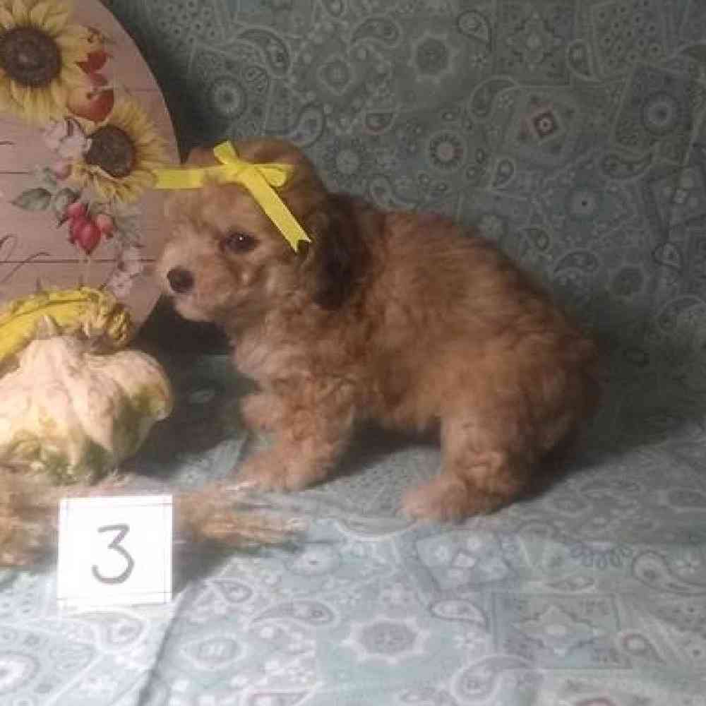 Male Bichonpoo Puppy for Sale in Virginia Beach, VA