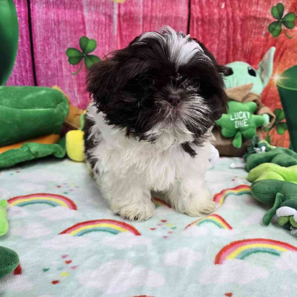 Male Shih Tzu Puppy for Sale in Virginia Beach, VA