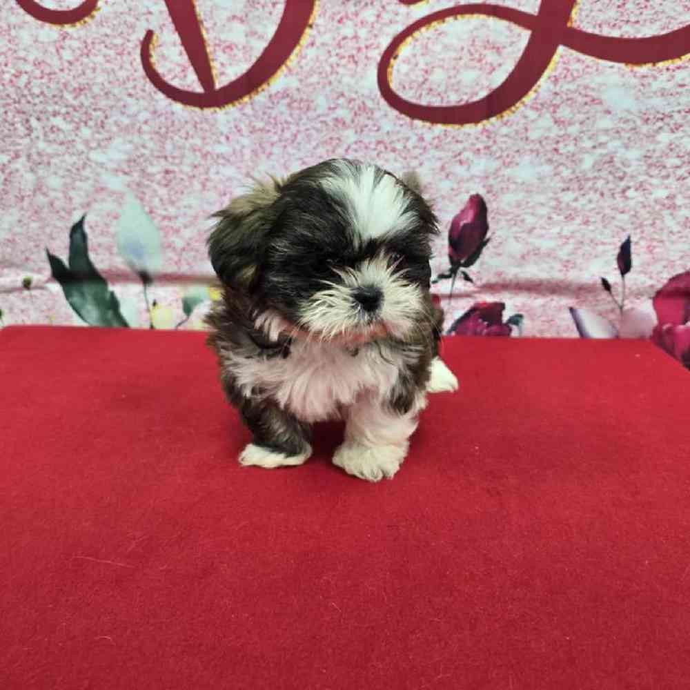 Female Shih Tzu Puppy for Sale in Virginia Beach, VA
